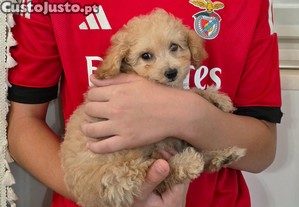 imagem_3