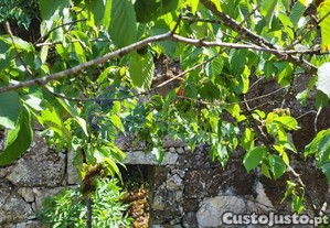 imagem_38