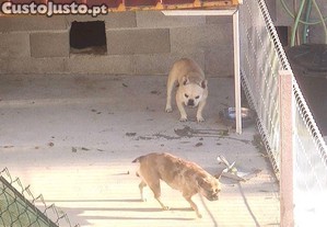 imagem_2