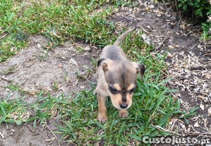 imagem_3