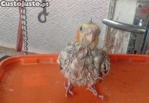 imagem_3