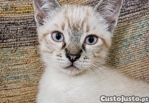 Peter, gatinho disponível para adoção responsável