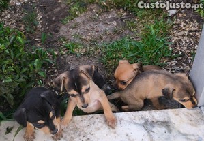 imagem_6