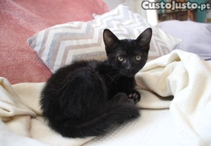 Gabi, gatinha habituada a ces disponvel para adoo responsvel