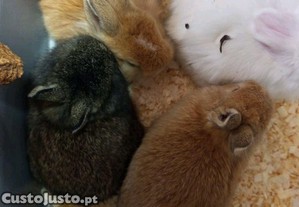 imagem_3