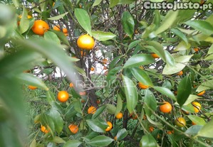 imagem_34