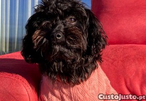imagem_1