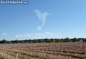 imagem_6