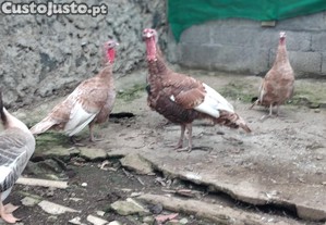 Pers red bourboun