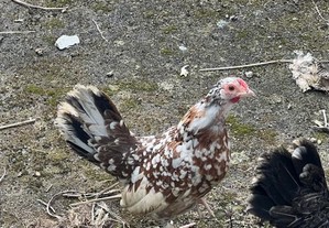 3 galinhas da mandeira pura