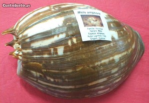 Búzio-Melo amphora 12-14cm