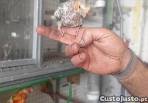 imagem_4