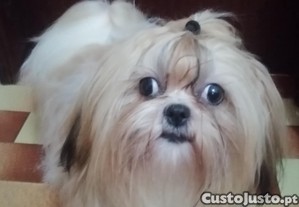 Cadela adulta da raa Shi-Tzu