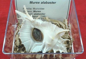 Búzio-Murex alabaster 11x11cm