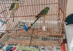 imagem_4