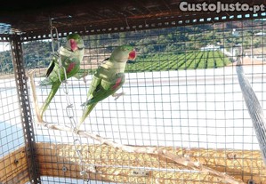 imagem_7