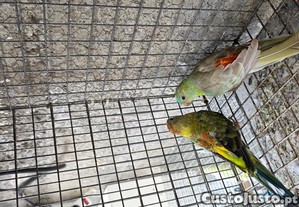 imagem_3