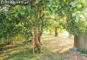 imagem_21