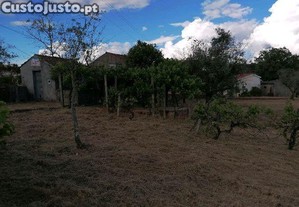 imagem_11