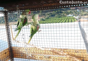 imagem_8