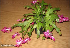 planta natural de flor linda
