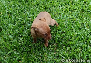 imagem_2