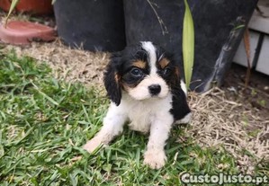 imagem_1
