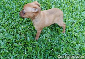 imagem_3