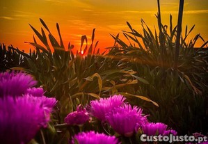 imagem_18