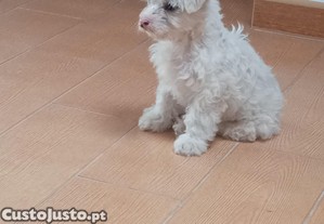 Cachorrinho raa Caniche