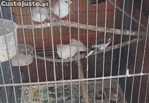 imagem_2