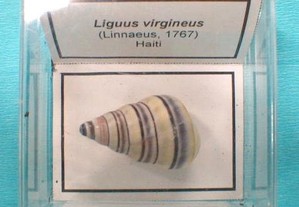 Búzio-Liguus virgineus 5x5cm