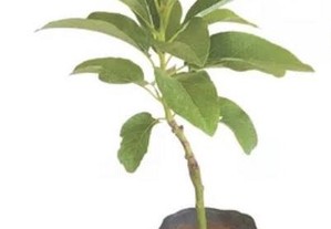 Abacateiro - árvore da pera abacate