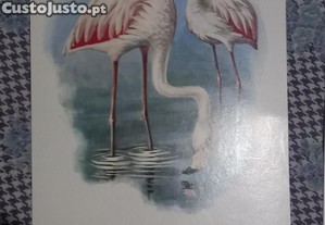 imagem_7