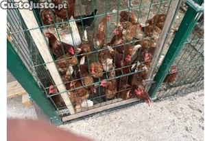 Galinhas poedeiras