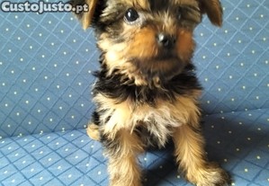 imagem_1
