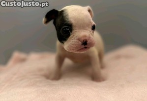 imagem_6