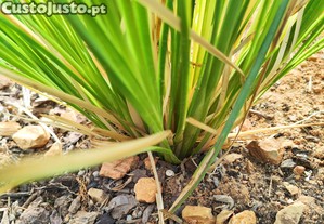 Vertiver. Plantas com razes
