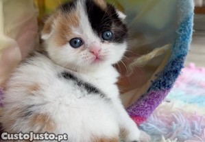 Gatinhos Scottish Fold disponíveis   Carinhosos e saudáveis