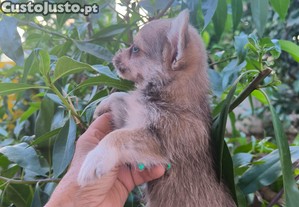 imagem_5