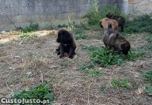 Serras da Estrela, Cachorros dois meses, Puros Lobeiros.