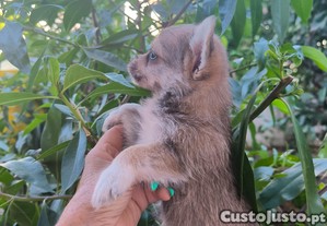 imagem_4