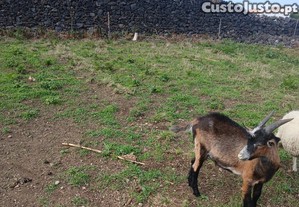 Cabrito