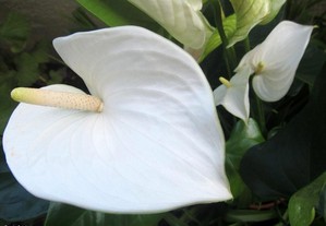 imagem_7