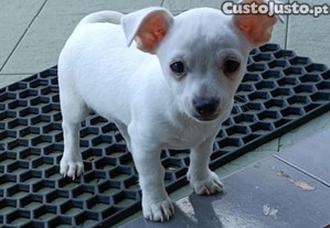 Procura: Cachorro Chihuahua 2 meses