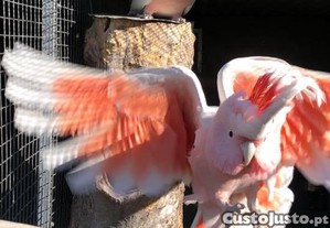 imagem_2