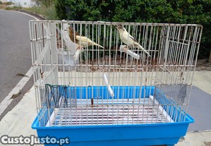 Canrios novos
