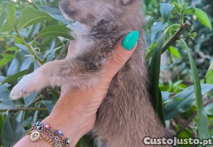 imagem_8