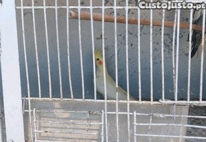 imagem_3