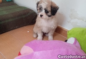 Cachorrinho raa Caniche